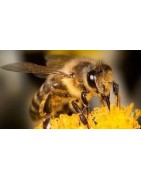 Vente en ligne miels du Jura et produits d'épicerie fine - Fromagerie Benoît